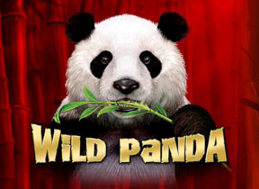 Wild Panda