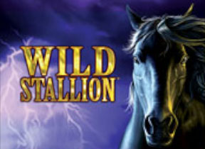 Wild Stallion